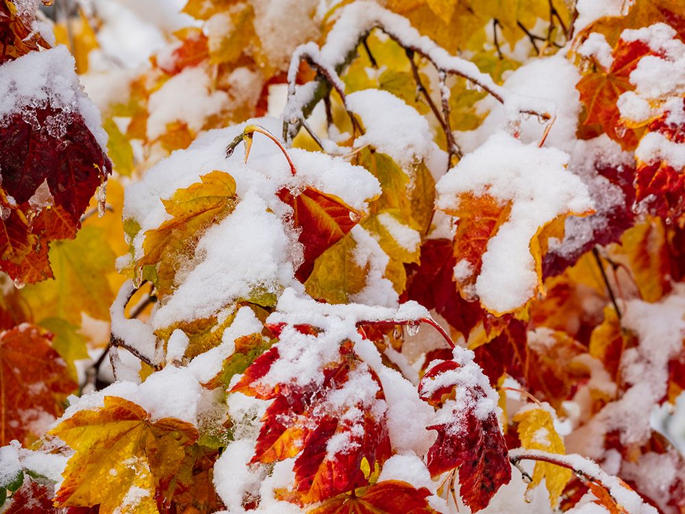 Usa-Washington State-Cle Elum. Vine maple in snow
